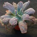 Echeveria linguas