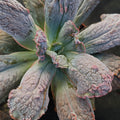 Echeveria linguas