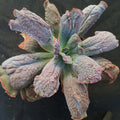Echeveria linguas