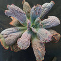Echeveria linguas