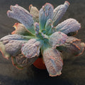 Echeveria linguas