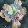 Echeveria linguas