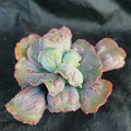 Echeveria linguas