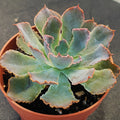 Echeveria Neon breackers