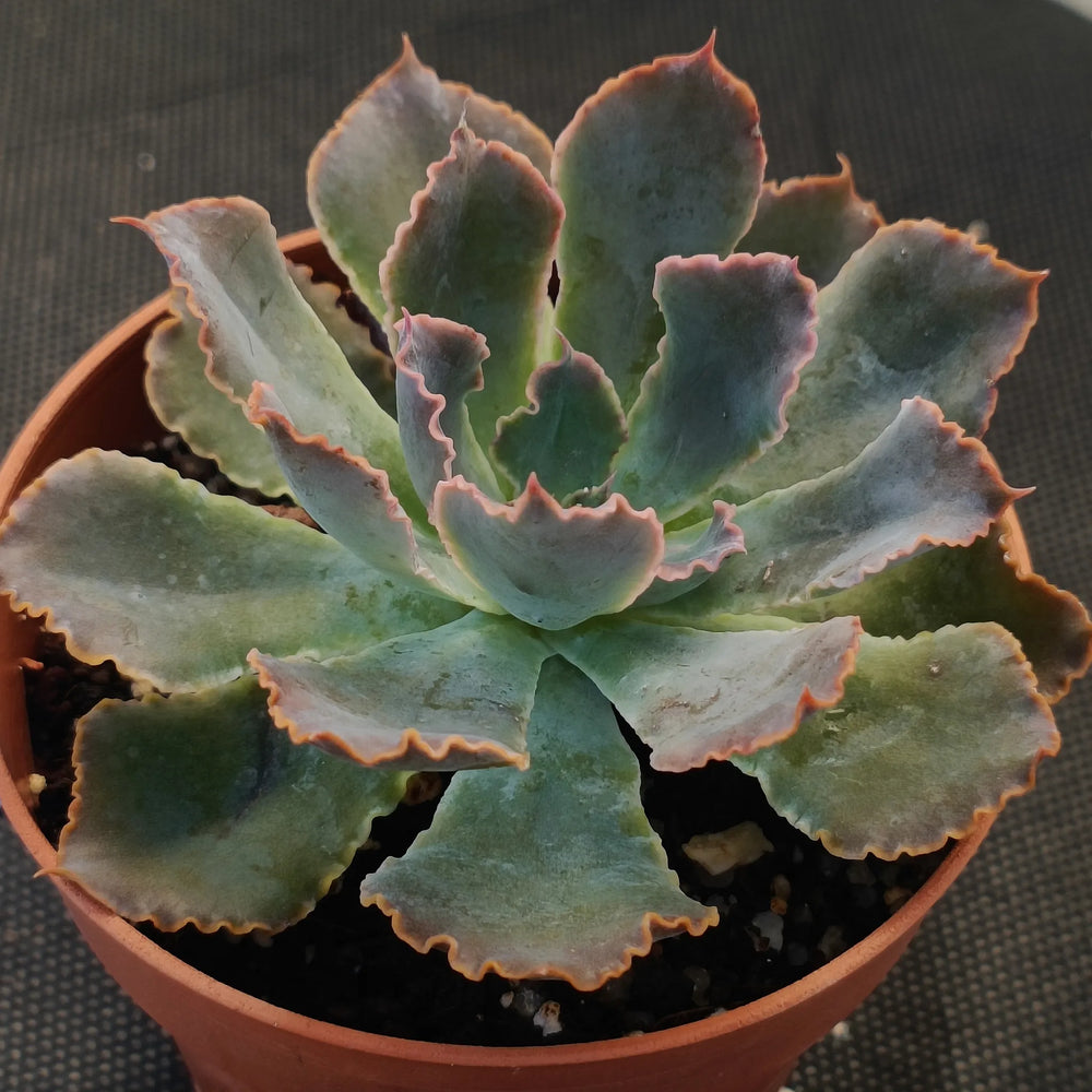 Echeveria Neon breackers