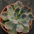 Echeveria Neon breackers