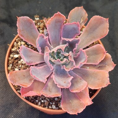 Echeveria Neon breackers