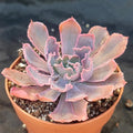 Echeveria Neon breackers
