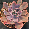 Echeveria Neon breackers