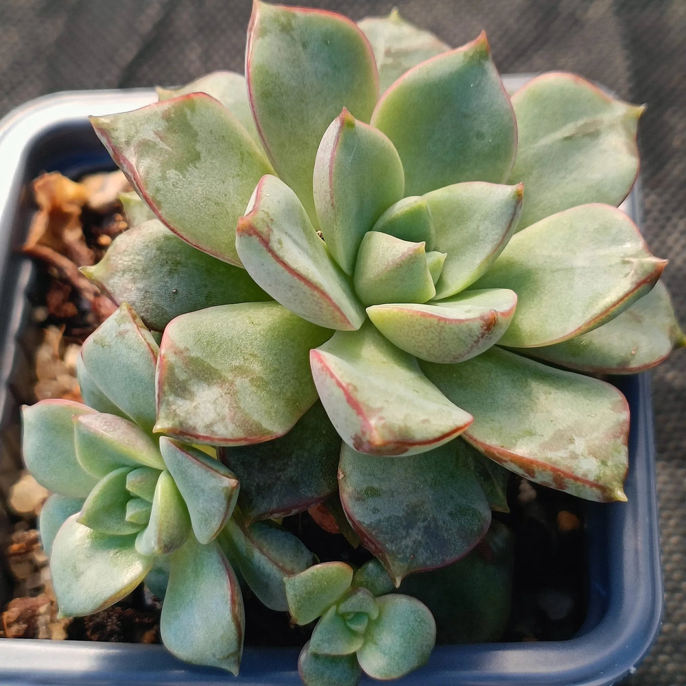 Echeveria noce