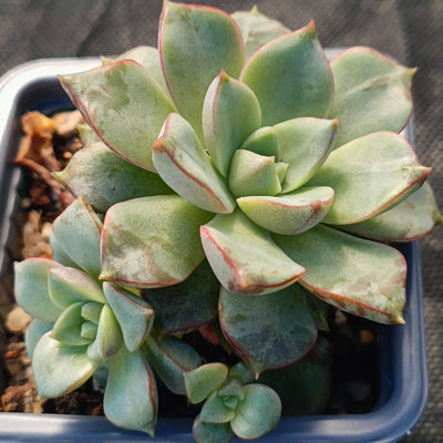 Echeveria noce