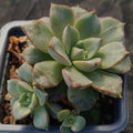 Echeveria noce