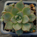 Echeveria noce