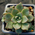 Echeveria noce