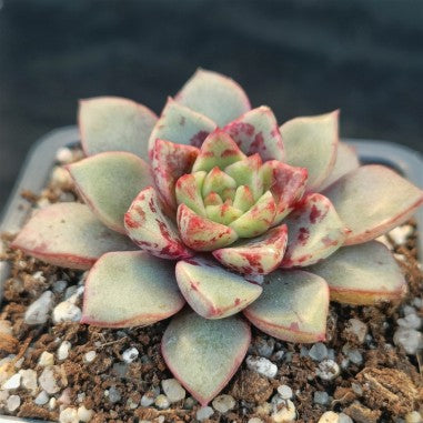 Echeveria noce