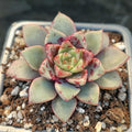 Echeveria noce
