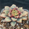 Echeveria noce