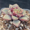 Echeveria noce