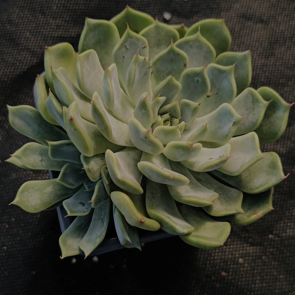 Echeveria pulidonis