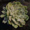 Echeveria pulidonis