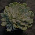 Echeveria pulidonis