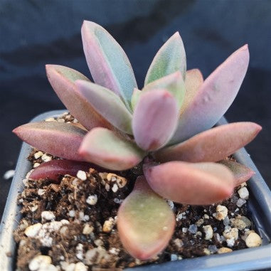 Echeveria rezre