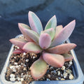 Echeveria rezre