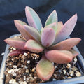 Echeveria rezre