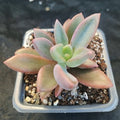 Echeveria rezre