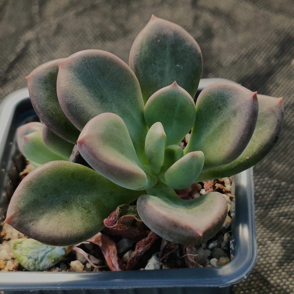 Echeveria rezry