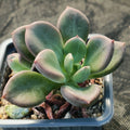 Echeveria rezry