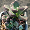 Echeveria rezry