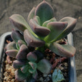 Echeveria rezry