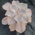 Echeveria Rodolfi