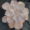 Echeveria Rodolfi