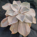 Echeveria Rodolfi