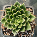 Echeveria setorum ‘Victor’