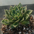 Echeveria setorum ‘Victor’