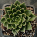 Echeveria setorum ‘Victor’