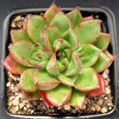 Echeveria setorum ‘Victor’