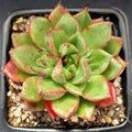 Echeveria setorum ‘Victor’