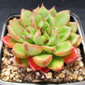 Echeveria setorum ‘Victor’