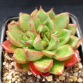 Echeveria setorum ‘Victor’
