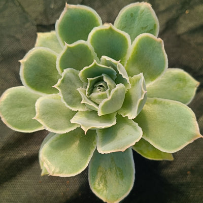 Echeveria simulans