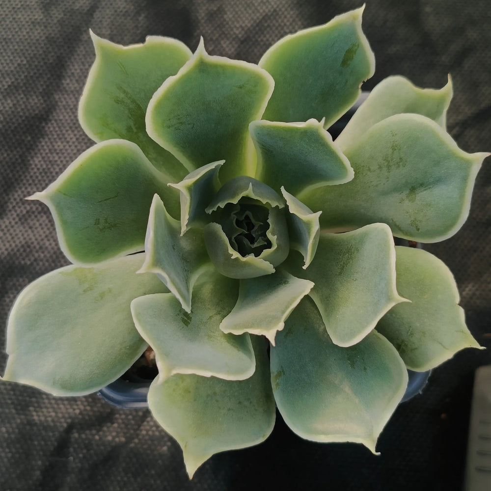 Echeveria simulans