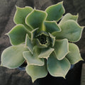 Echeveria simulans