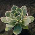 Echeveria simulans