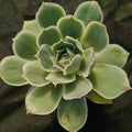 Echeveria simulans