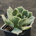 Echeveria simulans
