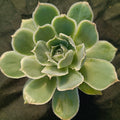 Echeveria simulans